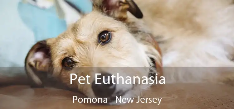 Pet Euthanasia Pomona - New Jersey