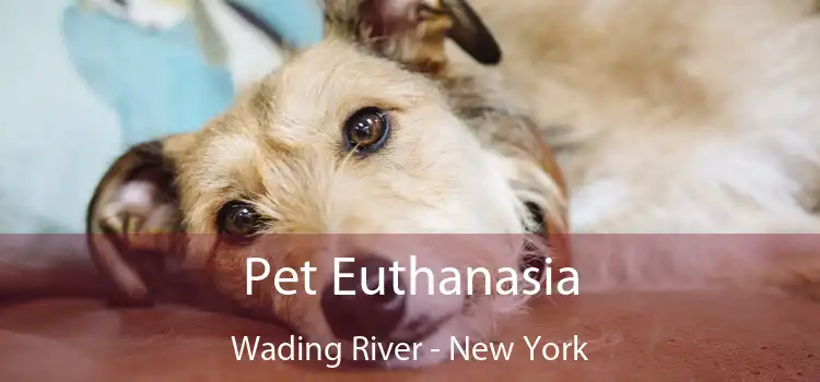 Pet Euthanasia Wading River - New York