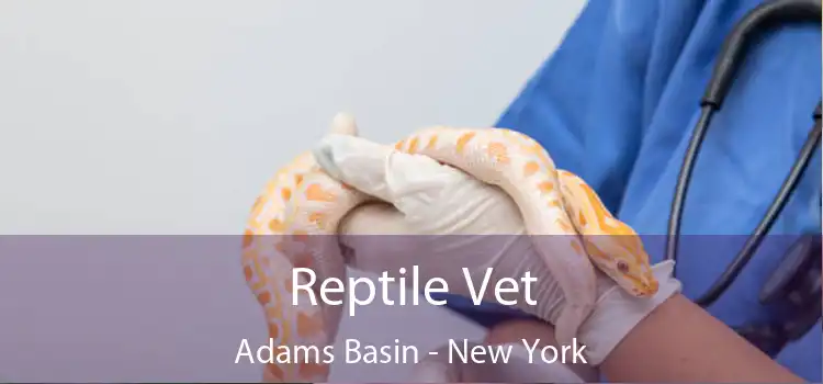 Reptile Vet Adams Basin - New York