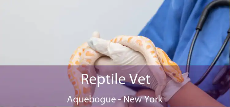 Reptile Vet Aquebogue - New York