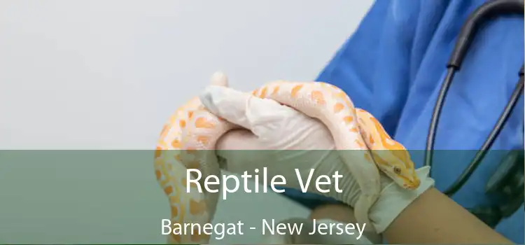 Reptile Vet Barnegat - New Jersey