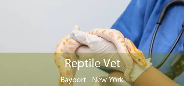 Reptile Vet Bayport - New York