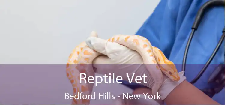 Reptile Vet Bedford Hills - New York