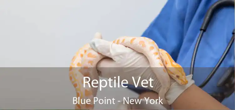 Reptile Vet Blue Point - New York