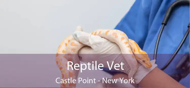 Reptile Vet Castle Point - New York