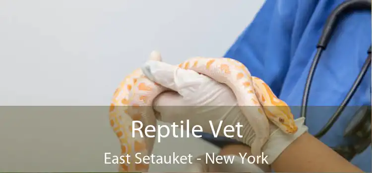 Reptile Vet East Setauket - New York