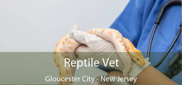 Reptile Vet Gloucester City - New Jersey