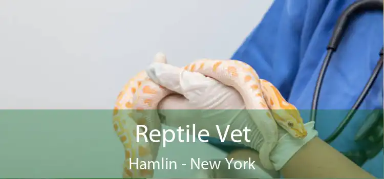 Reptile Vet Hamlin - New York