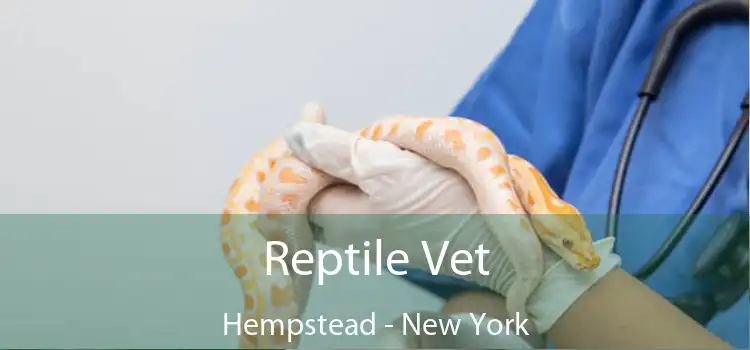 Reptile Vet Hempstead - New York