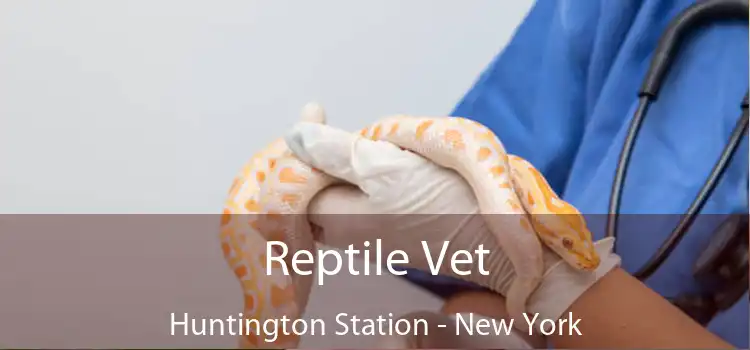 Reptile Vet Huntington Station - New York