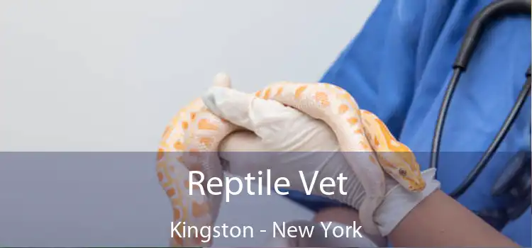 Reptile Vet Kingston - New York