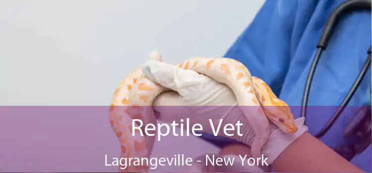 Reptile Vet Lagrangeville - New York