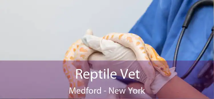 Reptile Vet Medford - New York