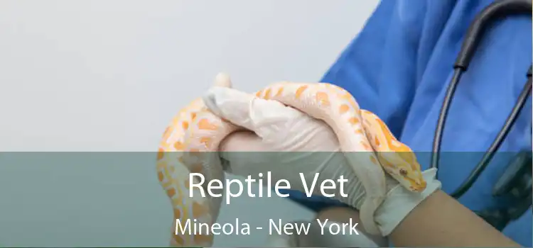 Reptile Vet Mineola - New York