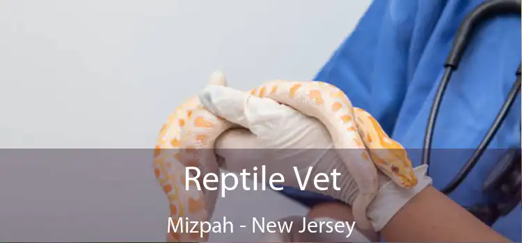 Reptile Vet Mizpah - New Jersey