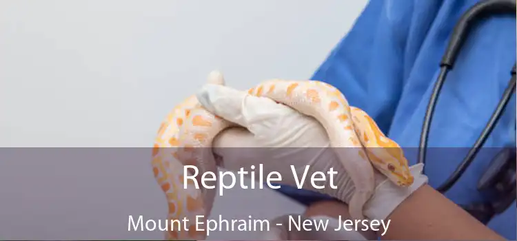 Reptile Vet Mount Ephraim - New Jersey