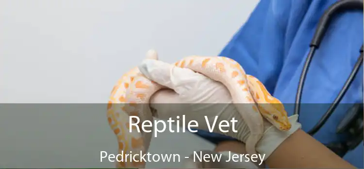 Reptile Vet Pedricktown - New Jersey