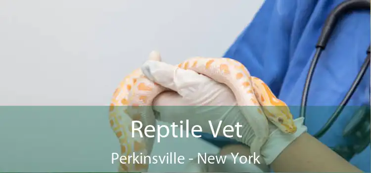 Reptile Vet Perkinsville - New York