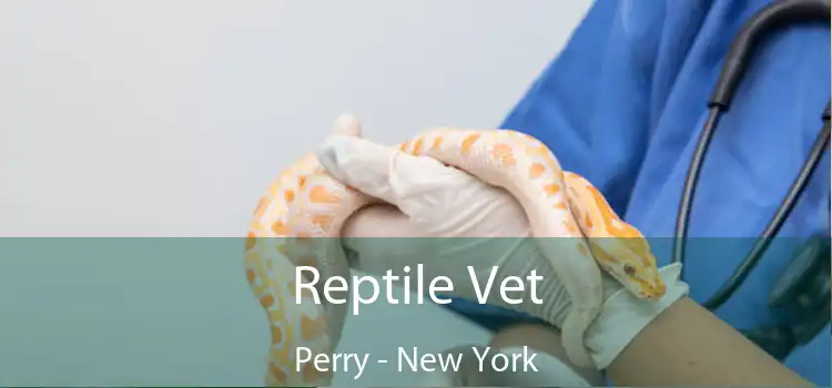 Reptile Vet Perry - New York