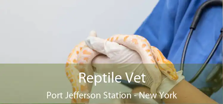 Reptile Vet Port Jefferson Station - New York