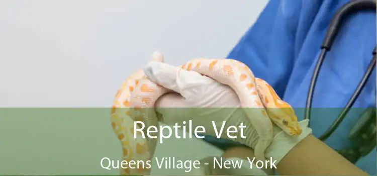 Reptile Vet Queens Village - New York