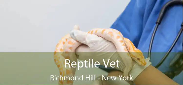 Reptile Vet Richmond Hill - New York