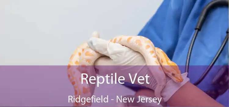 Reptile Vet Ridgefield - New Jersey