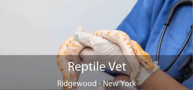 Reptile Vet Ridgewood - New York