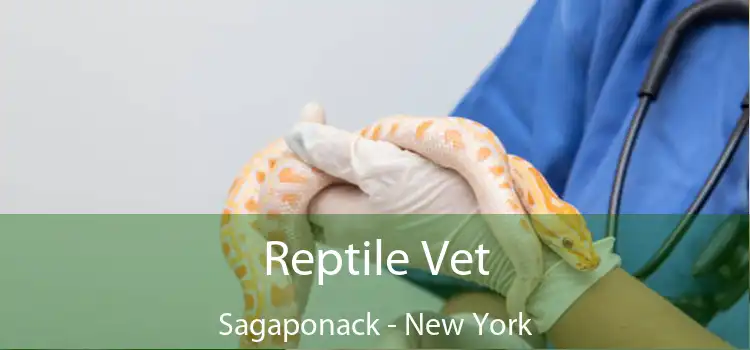 Reptile Vet Sagaponack - New York