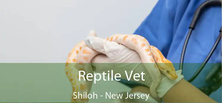 Reptile Vet Shiloh - New Jersey