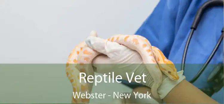 Reptile Vet Webster - New York