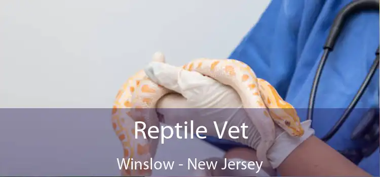 Reptile Vet Winslow - New Jersey