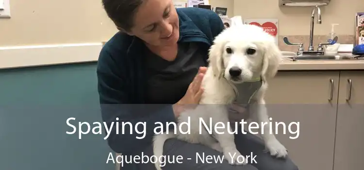 Spaying and Neutering Aquebogue - New York