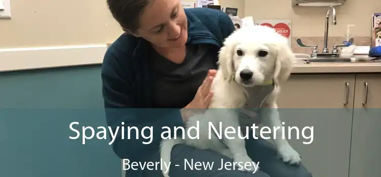 Spaying and Neutering Beverly - New Jersey