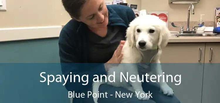 Spaying and Neutering Blue Point - New York