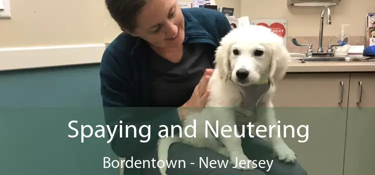 Spaying and Neutering Bordentown - New Jersey