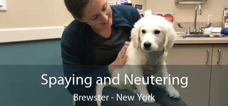 Spaying and Neutering Brewster - New York