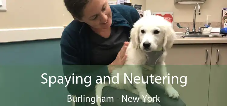 Spaying and Neutering Burlingham - New York