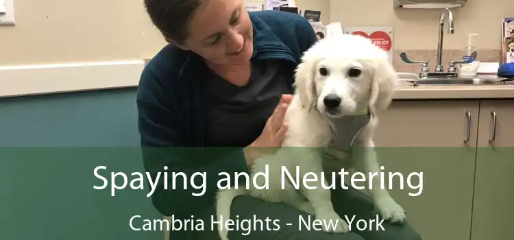 Spaying and Neutering Cambria Heights - New York