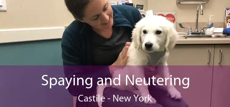 Spaying and Neutering Castile - New York