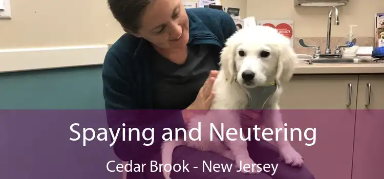 Spaying and Neutering Cedar Brook - New Jersey