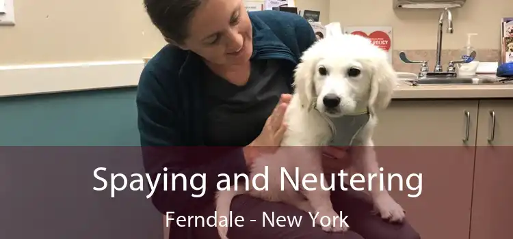 Spaying and Neutering Ferndale - New York