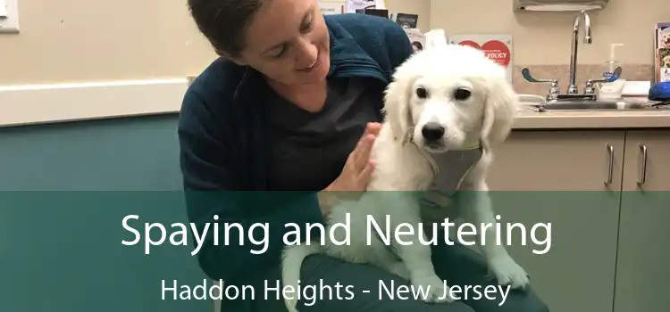 Spaying and Neutering Haddon Heights - New Jersey