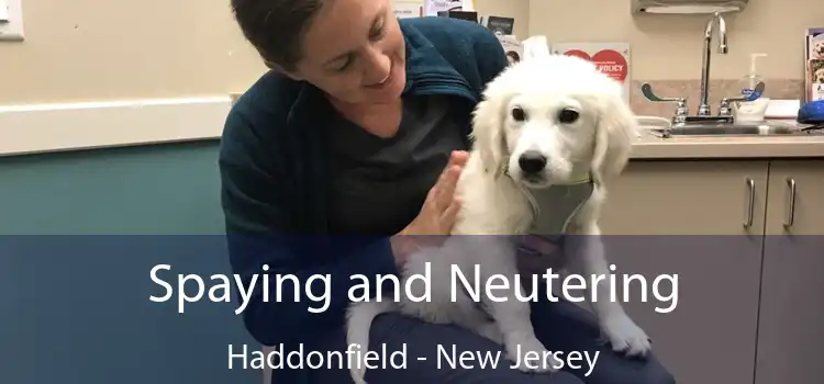 Spaying and Neutering Haddonfield - New Jersey