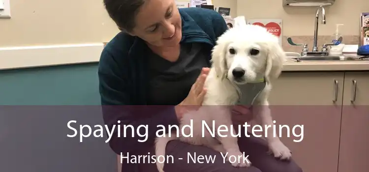 Spaying and Neutering Harrison - New York