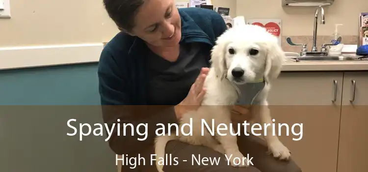 Spaying and Neutering High Falls - New York