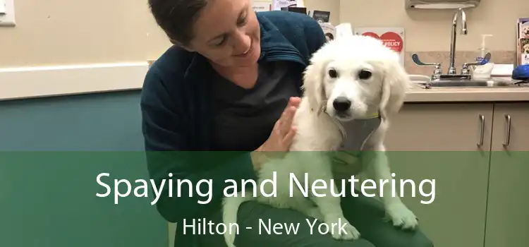 Spaying and Neutering Hilton - New York