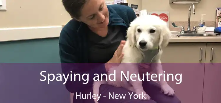 Spaying and Neutering Hurley - New York