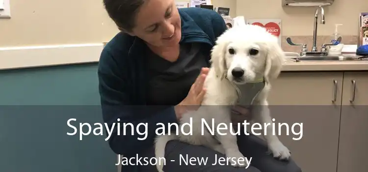 Spaying and Neutering Jackson - New Jersey