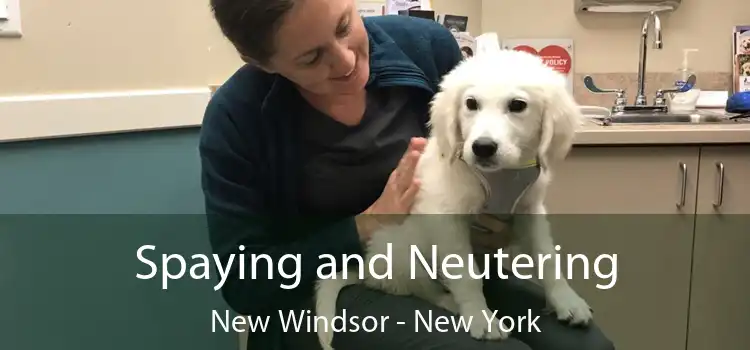 Spaying and Neutering New Windsor - New York